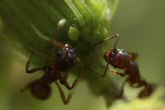ant pest control in Prescott