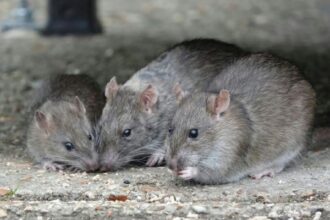 rats Infestations in Prescott