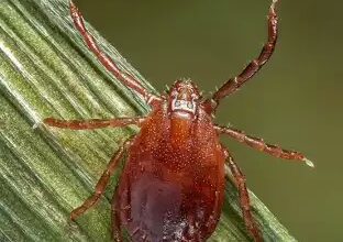 Bed Bug Prevention in surprise